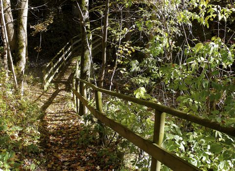 Creation of a nature trail  in the forest -Tarvisio (UD)